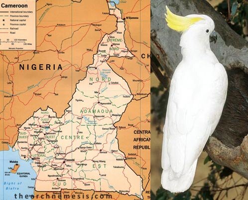 Cameroon Cockatoo